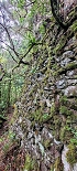Plants: image 75 Of 208 Thumb